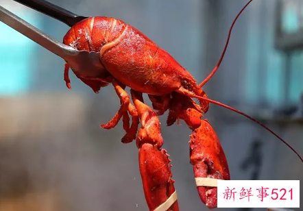 英国禁止活煮龙虾螃蟹吗