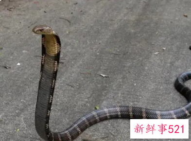 梦见害怕蛇是什么意思