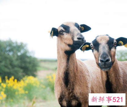 生肖羊2021年运势