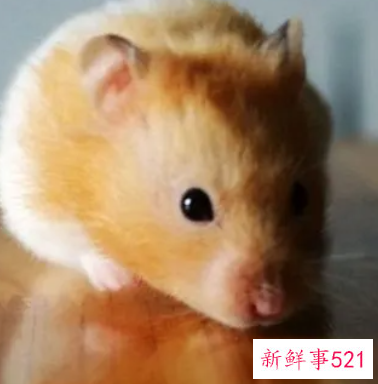 孕妇梦见床底下有老鼠