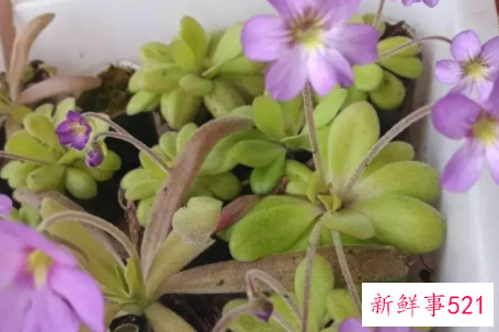 捕虫堇的养护要点