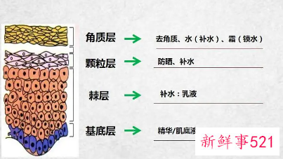 表皮层是由什么组成