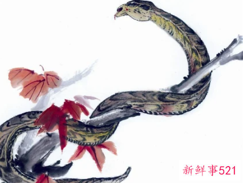 世上最好老公是什么生肖