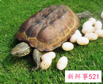 梦见乌龟蛋是什么意思