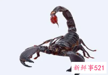 梦见蝎子的意思