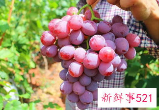 红提的保质期大概有多久