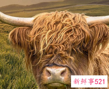 梦见牛顶别人是什么意思