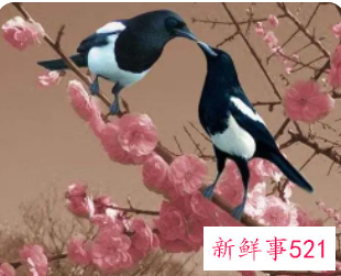 梦见飞来喜鹊寓意