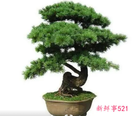 店门口放什么旺财