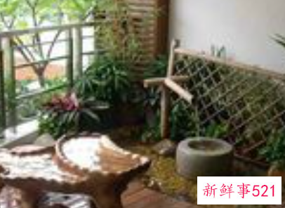 客厅摆放什么植物招财风水