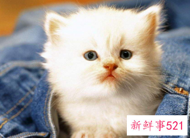 撒娇卖萌的意思