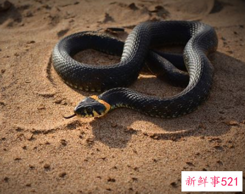 梦见蛇是什么寓意的