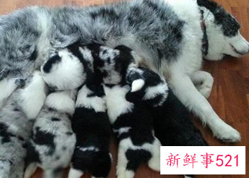 边境牧羊犬怎么训练