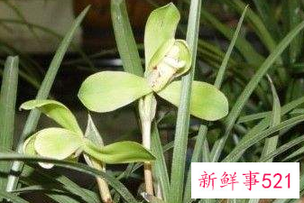 兰花的形态是怎样的