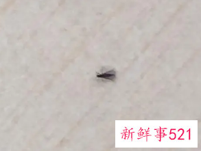 梦见小飞虫往我身上飞是什么预兆