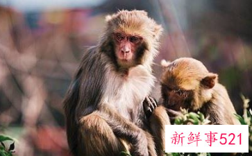 属猴女人适合生产行业做生意