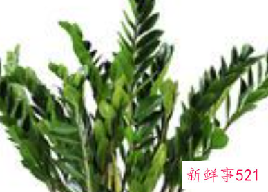 客厅摆放什么植物招财风水