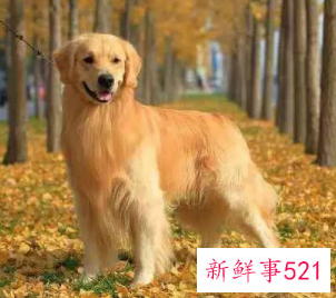 1000块钱左右的宠物狗