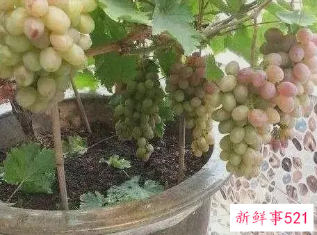 盆栽葡萄的养殖注意事项
