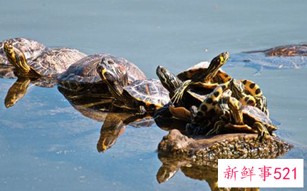 梦见彩色的乌龟是什么意思