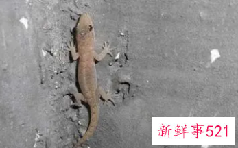 做梦壁虎掉身上有什么说法