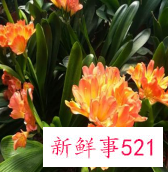 镇宅招财旺人的树