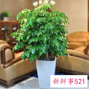 绿宝寓意是什么意思