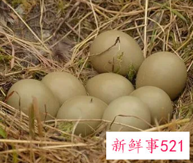 孕妇梦见捡鸡蛋寓意