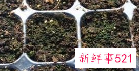 洋桔梗种子怎么催芽