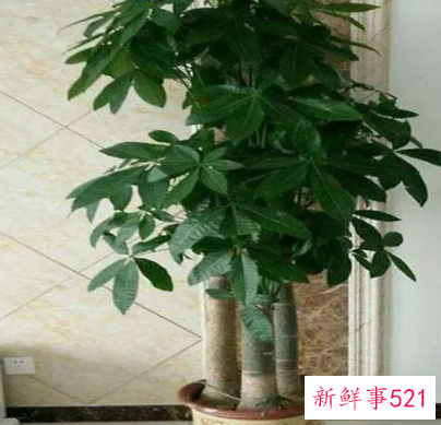 电视墙旁边摆什么花好风水