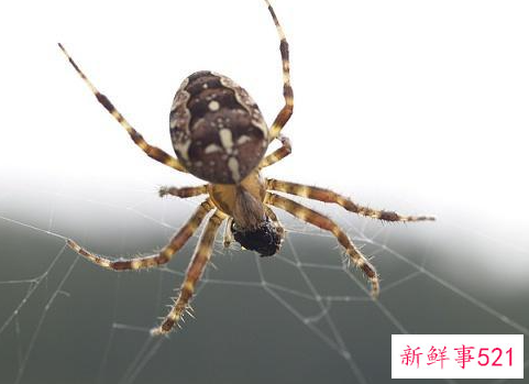 家里有大蜘蛛要不要赶走