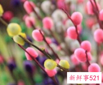 客厅摆放什么植物招财风水