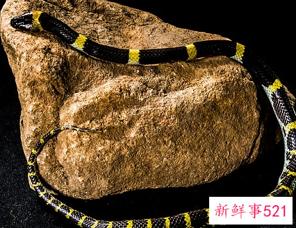 梦到彩色蛇有什么寓意