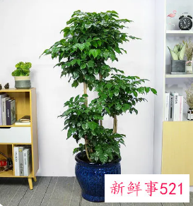 绿宝寓意是什么意思