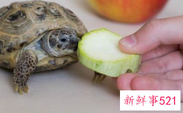 梦见乌龟蛋是什么意思