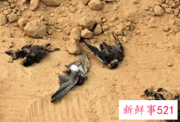 梦见家里小动物死了