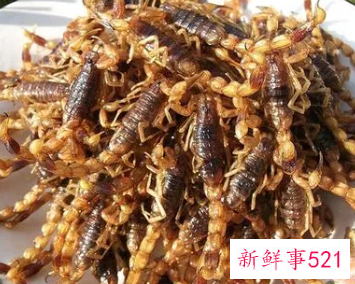 蝎子到底能不能吃