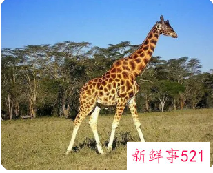 梦见很多长颈鹿是什么意思