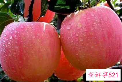 苹果营养价值功效与作用