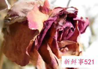 梦见枯萎的花的周公解梦