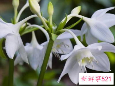 南美水仙的栽培要点