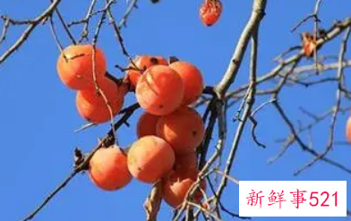 梦见摘红柿子是什么意思