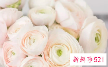 适合居家插的鲜花