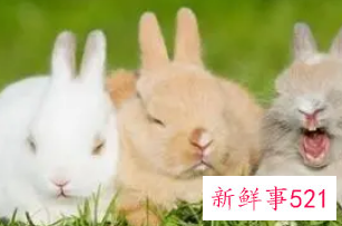 属兔女宝宝取名大全