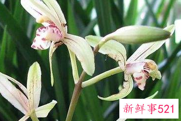 兰花的形态是怎样的