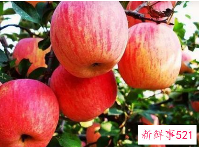 苹果什么时候吃好