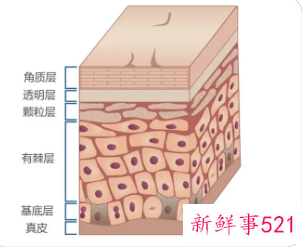 表皮层是由什么组成