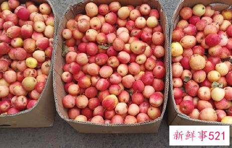 梦见吃沙果的寓意