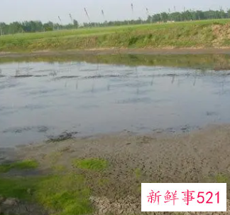 塘泥可以种菜吗