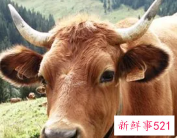 梦见牛顶别人是什么意思